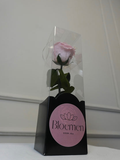 Forever Rose Pink