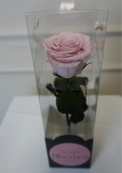 Forever Rose Pink