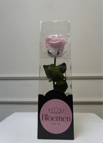 Forever Rose Pink
